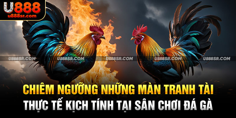 Chiêm ngưỡng những màn tranh tài thực tế kịch tính tại sân chơi đá gà